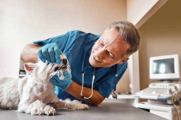 Best Tooth Pain Emergency Relief  in Trevorton, PA